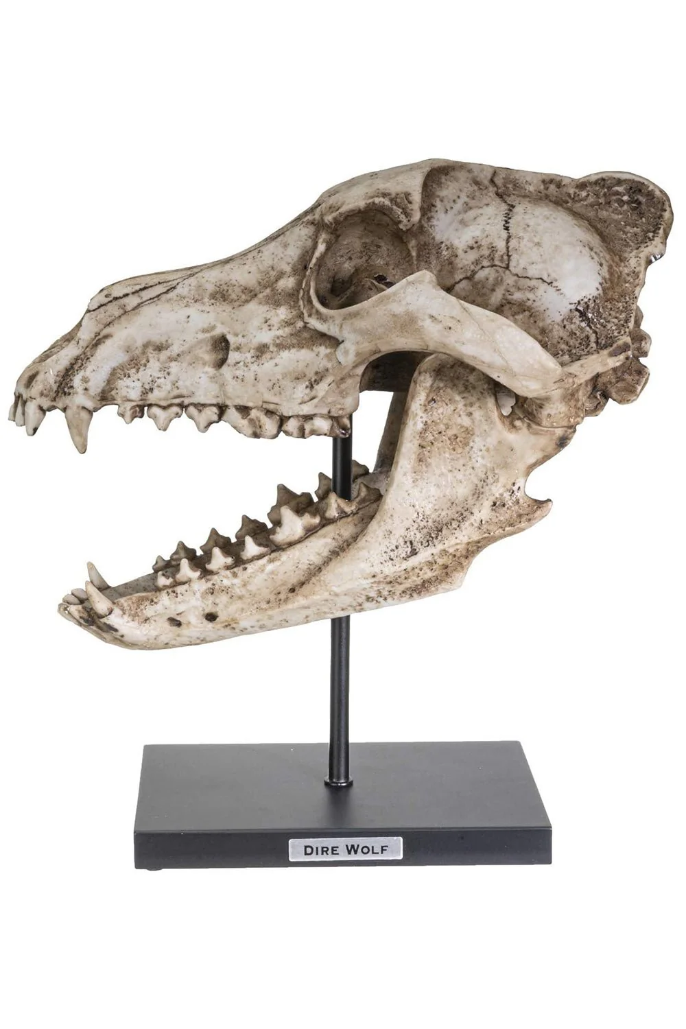 Dire Wolf Skull Replica - Image 2