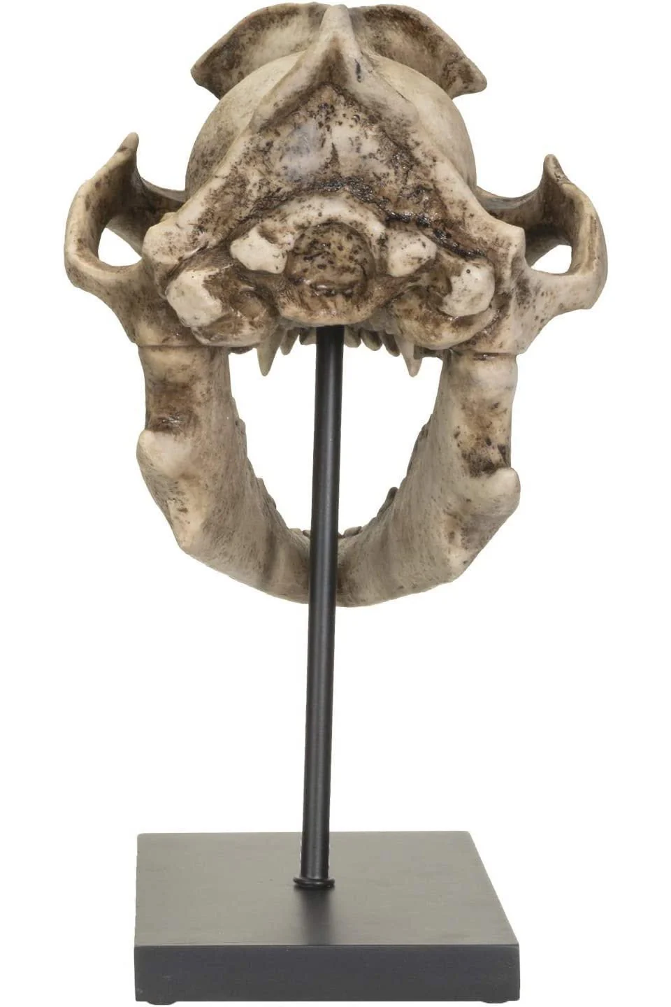 Dire Wolf Skull Replica - Image 4