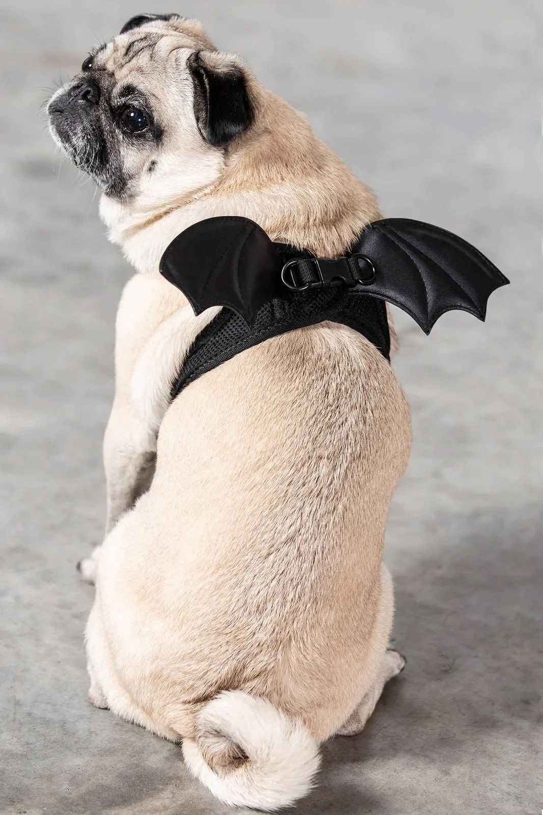 Flutter Pet Harness - Image 4